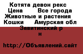 Котята девон рекс › Цена ­ 1 - Все города Животные и растения » Кошки   . Амурская обл.,Завитинский р-н